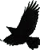 kraai